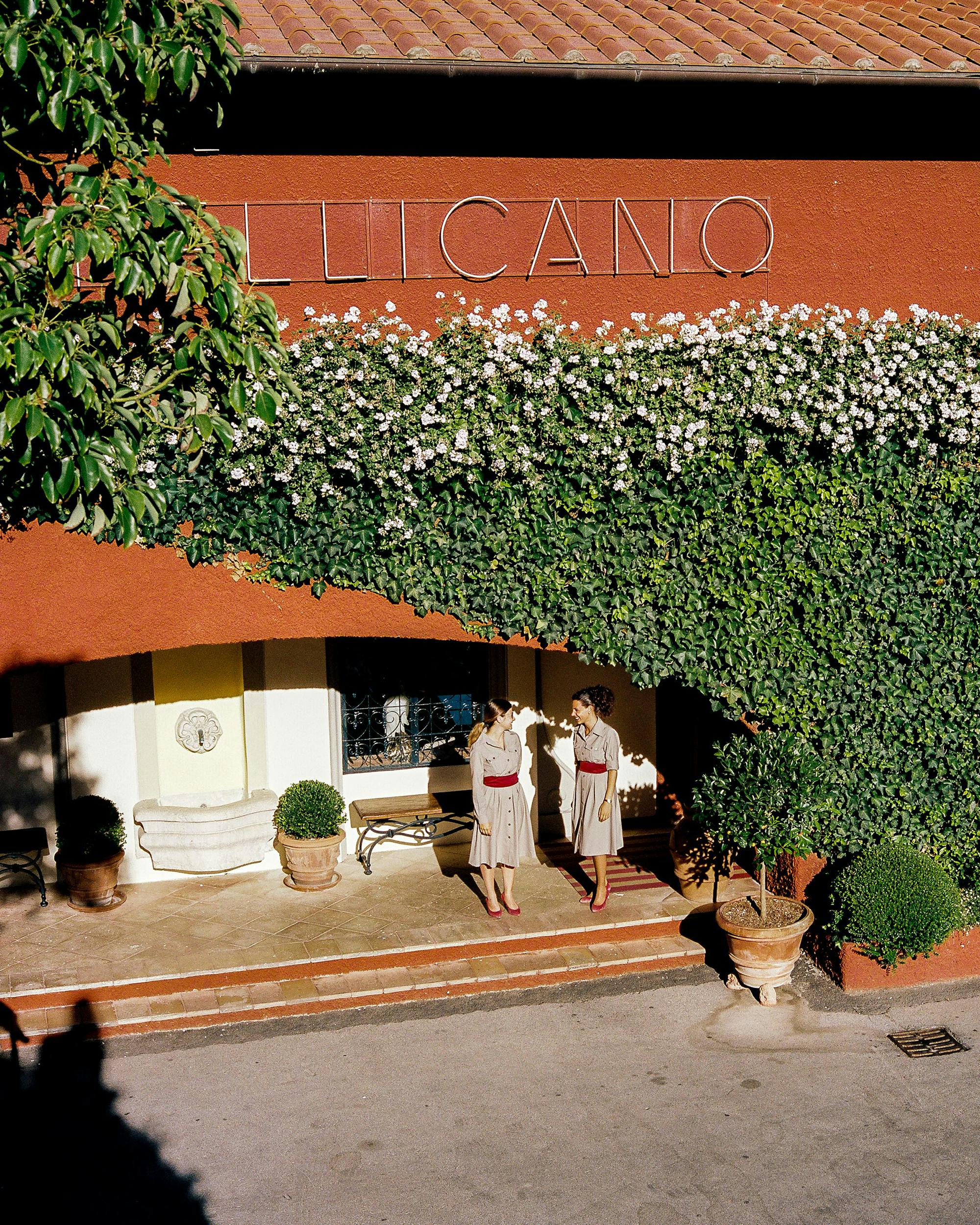 pellicano